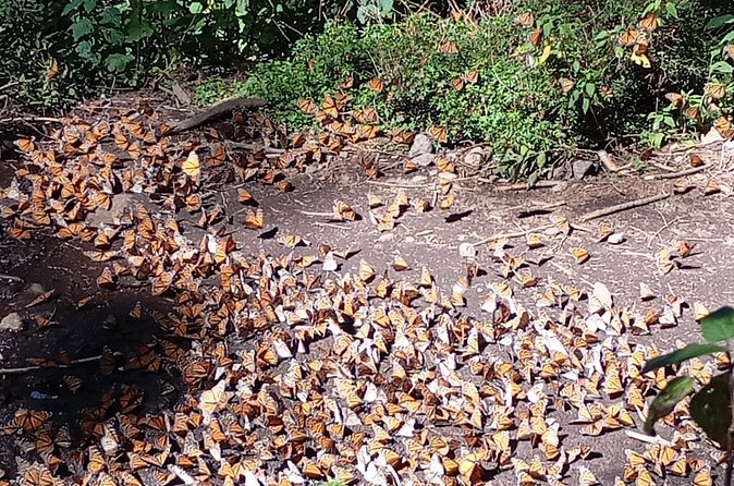 Monarch Butterflies El Rosario Preserve from Mexico City - Carlos San Roman And The Private Format