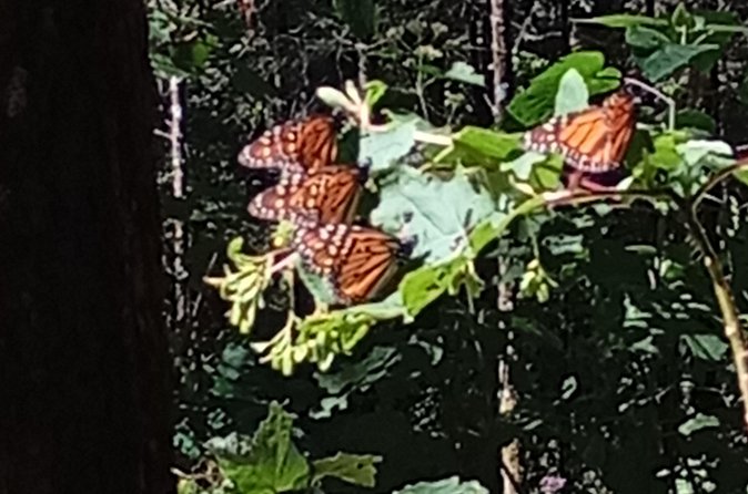 Monarch Butterflies El Rosario Preserve from Mexico City - How To Make The Most Of The Butterfly Visit