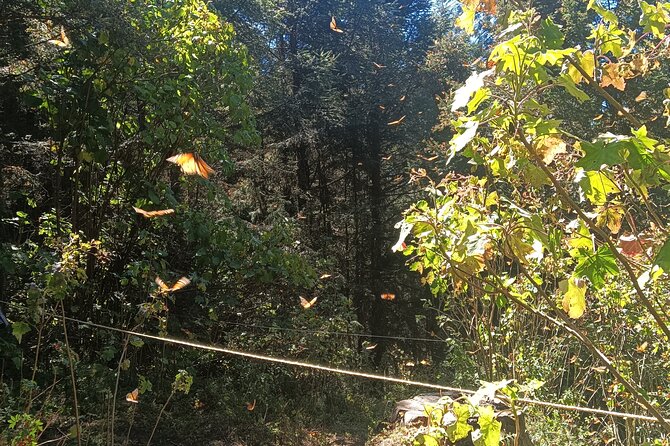 Monarch Butterflies El Rosario Preserve from Mexico City - Who Should Book This Private Mexico City Excursion