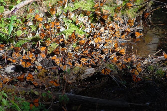 Monarch Butterfly Reserve: Piedra Herrada Magical Valle de Bravo - Guides who shape the day