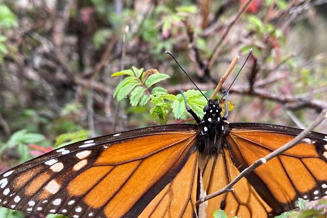 Monarch Butterfly Reserve: Piedra Herrada Magical Valle de Bravo - Is $195 a fair price?