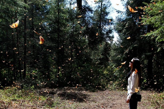 Monarch Butterfly Sanctuary Day Trip from Mexico City - Key points to know before booking