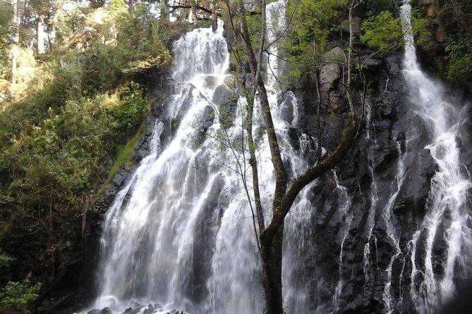 Monarch Butterfly Sanctuary Day Trip from Mexico City - Why Piedra Herrada makes the long day worthwhile
