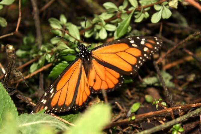 Monarch Butterfly Sanctuary Day Trip from Mexico City - What the $79 price really covers