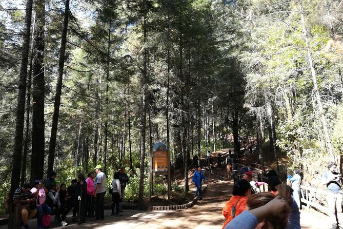 Monarch Butterfly Sanctuary Day Trip from Mexico City - The real timing: prepare for 14 to 16 hours