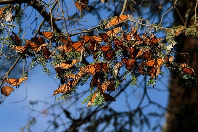 Monarch Butterfly Sanctuary Day Trip from Mexico City - The monarch season is not guaranteed