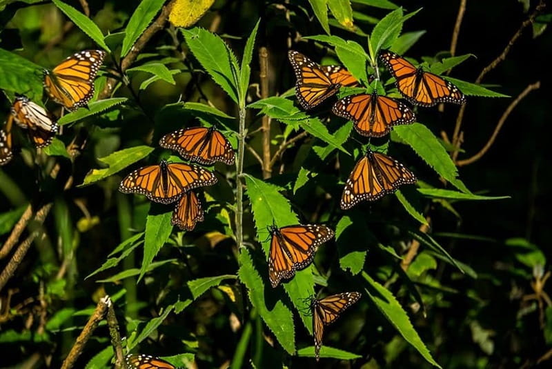 Monarch Butterfly Sanctuary Tour from Mexico City - Why the monarchs make this trip worthwhile