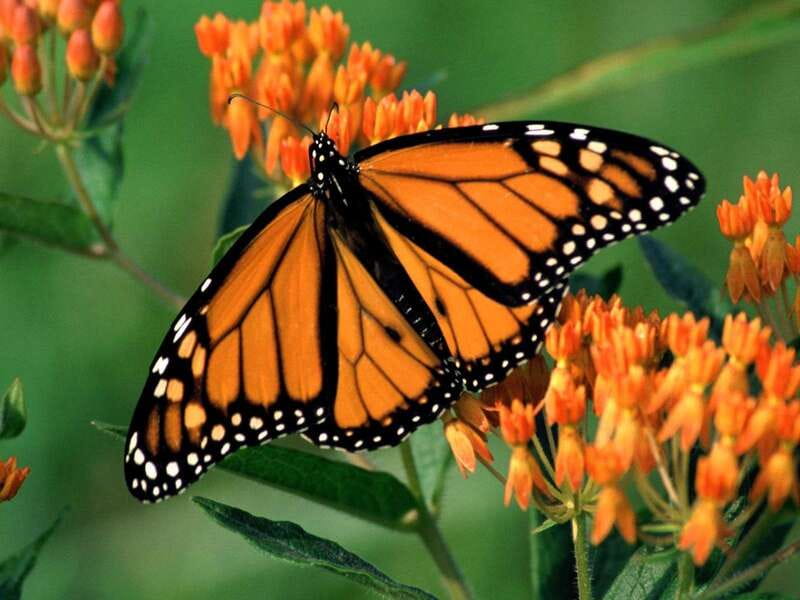 Monarch Butterfly Sanctuary Tour from Mexico City - Walking into Piedra Herrada Sanctuary
