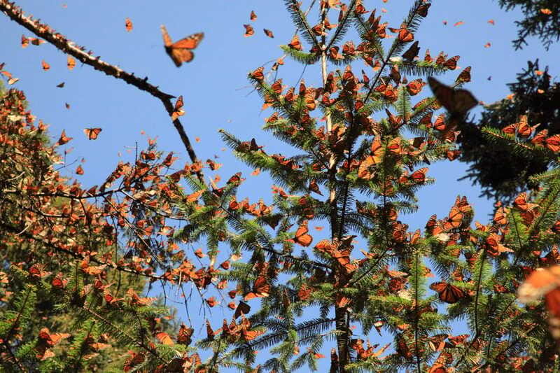Monarch Butterfly Sanctuary Tour from Mexico City - Bridal Veil Waterfall after the sanctuary