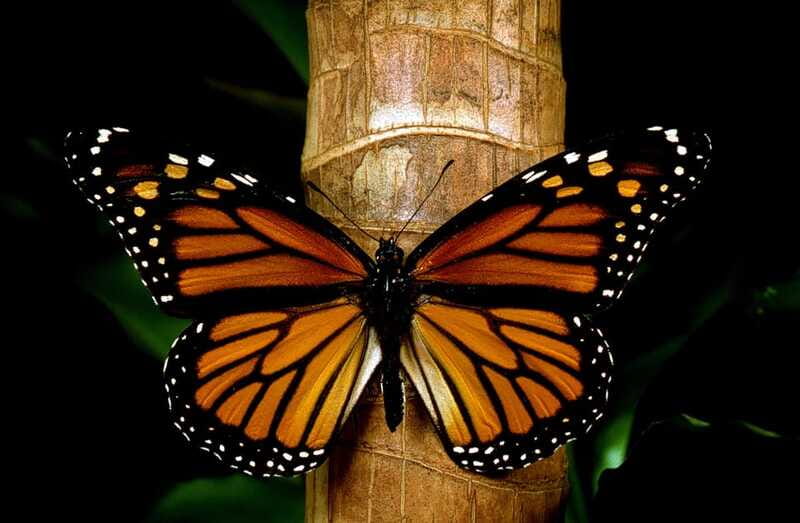 Monarch Butterfly Sanctuary Tour from Mexico City - Valle de Bravo gives the day a second focus