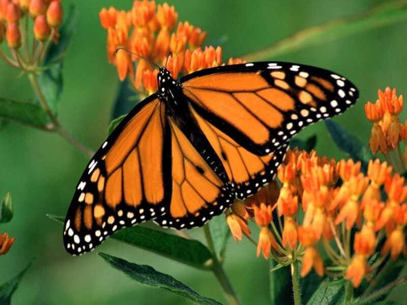 Monarch Butterfly Sanctuary Tour from Mexico City - Who should book this outing
