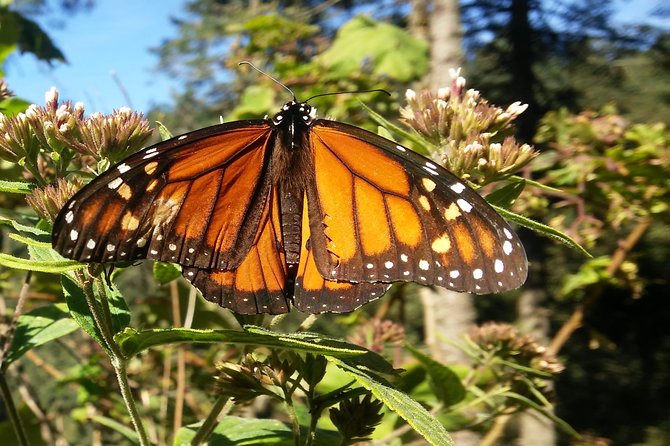 Monarch Butterfly Tour from Mexico City - Key points to know before booking