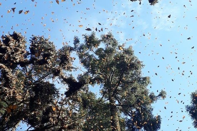 Monarch Butterfly Tour from Mexico City - English guiding, group size, and the human side of the trip