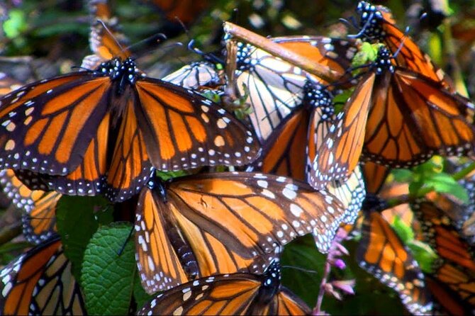 Monarch Butterfly Tour Mexico: Sierra Chuincua and Magic Town - Is the 12-Hour Schedule Manageable?