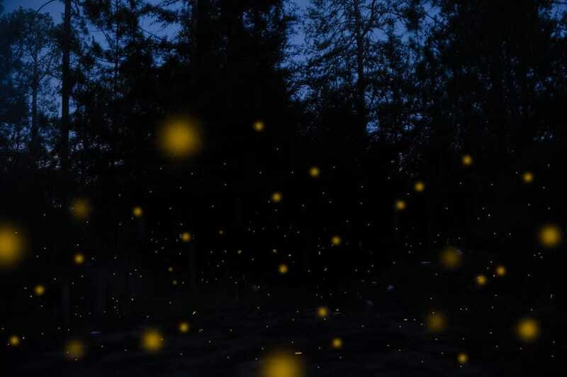 One day tour from Mexico City to Firefly Sanctuary - What the $93 price really covers