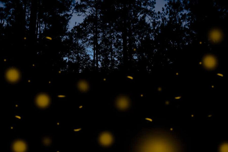 One day tour from Mexico City to Firefly Sanctuary - Who should book this long day out