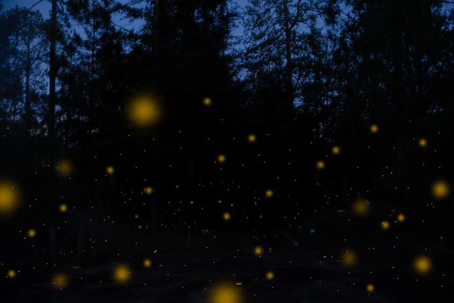 One day tour from Mexico City to Firefly Sanctuary - Starting near the Monumento a la Revolución