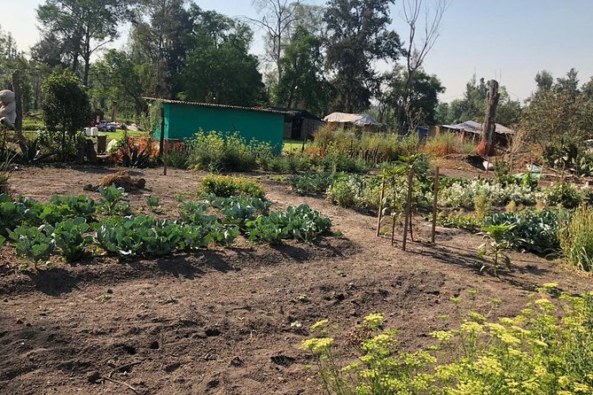 Private Tour: Xochimilco, Coyoacan and Frida Kahlo Museum - Walking Coyoacán beyond the blue house