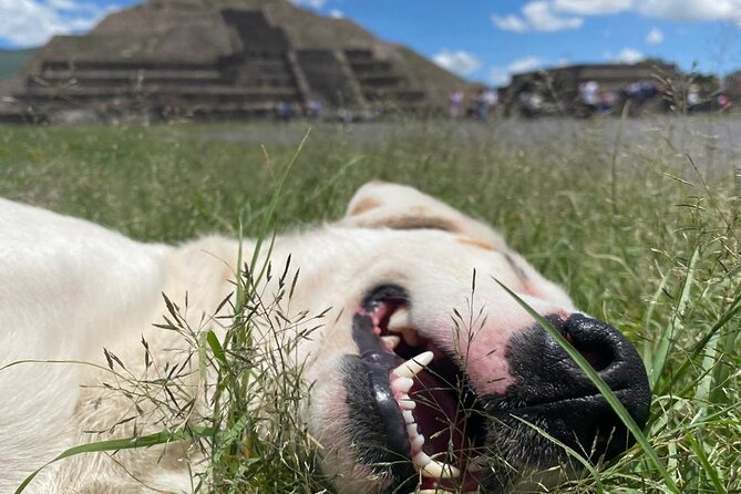Teotihuacan Pyramids Morning Tour With Me, Angela! - Why the early start makes Teotihuacan better