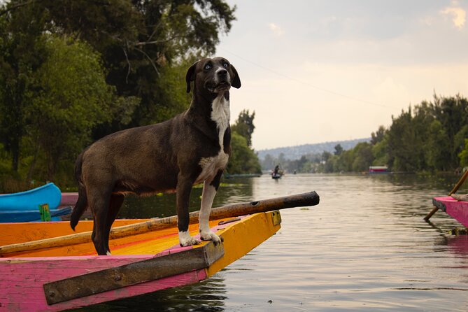 Xochimilco BOAT LIGHT PARTY WITH 1 DRINK AND 4 TAQUITOES + 18 - The meeting point in San Jerónimo