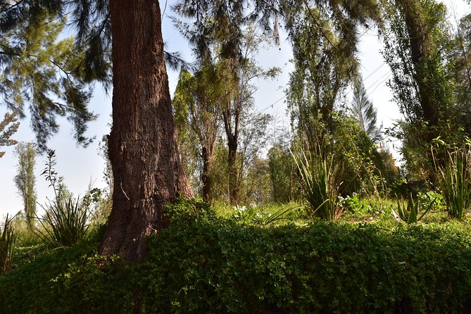 Xochimilco & Coyoacán Private Tour: Canals, Markets & Local Food - Who should book this day