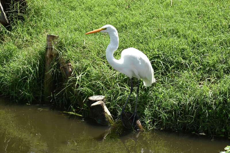 Xochimilco Ecological Tour – Away From the Crowds (3 Hours) - Following the old chinampa waterways