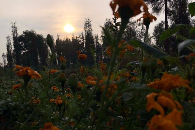 Xochimilco Sunrise from Mexico - Learning how Xochimilco still grows food